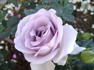 蓝宝石(Blue Bajou)