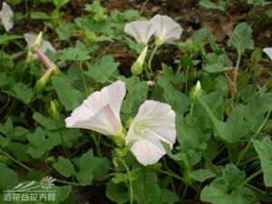 打碗花图片 打碗花多年生草质藤本