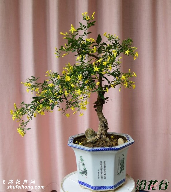 迎夏花盆景图片