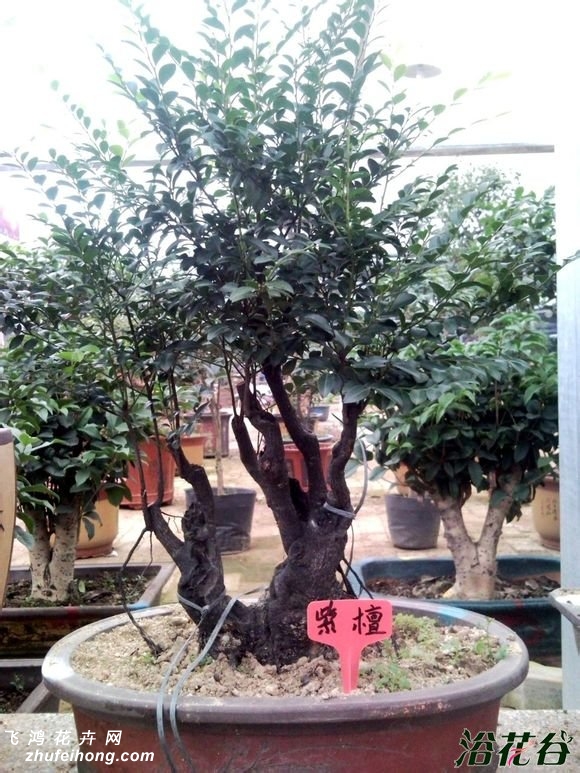 紫檀盆景图片