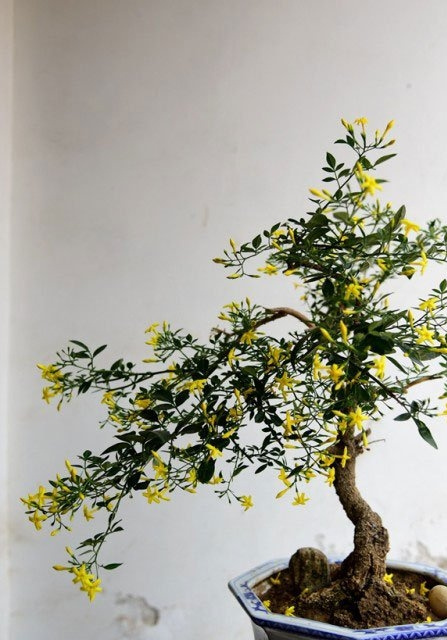 迎夏花盆景图片