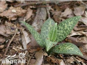 斑叶兰图片 植株高15—35厘米