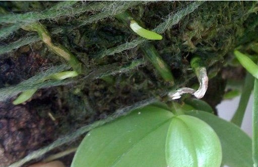 荧光蝴蝶兰图片