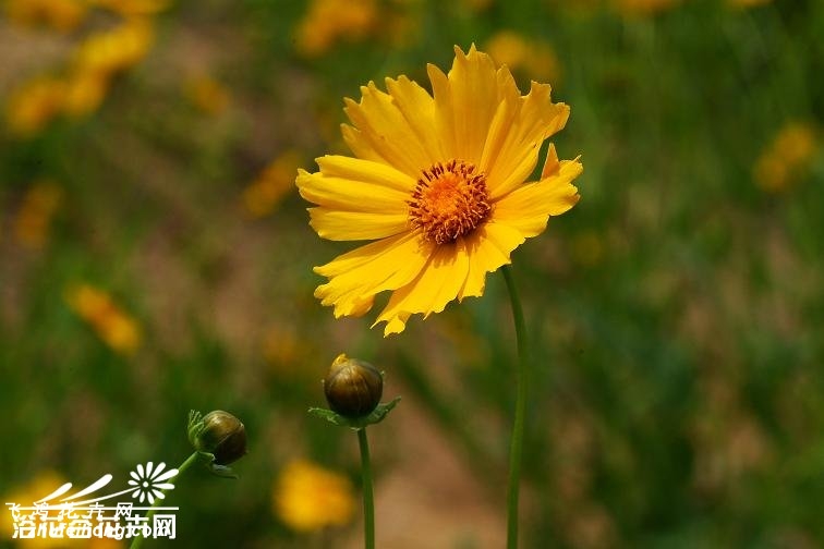 大花金鸡菊图片