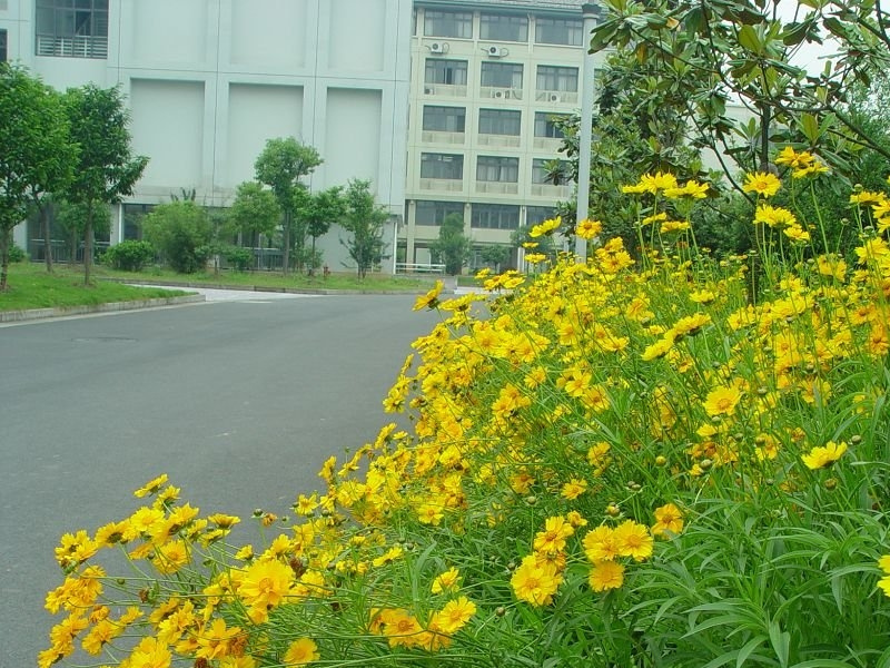 大花金鸡菊图片