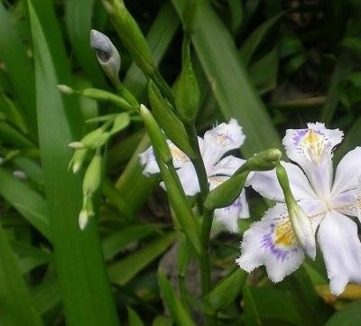 日本鸢尾图片