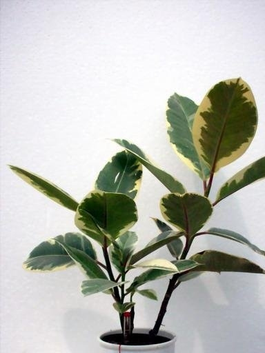 ��Ҷ��Ƥ��ͼƬ