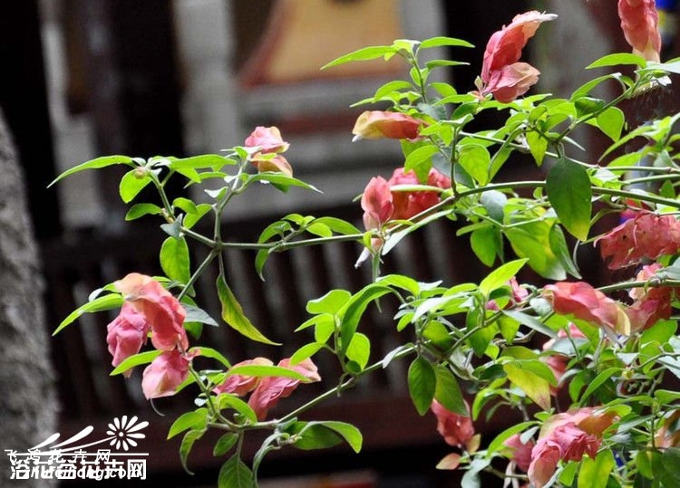虾衣花图片