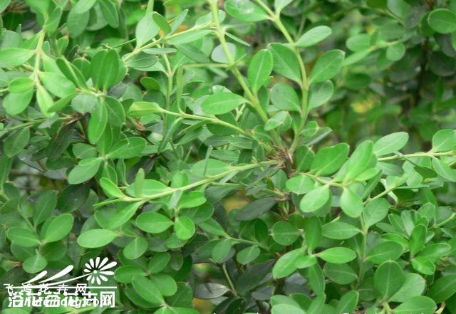 小叶黄杨图片