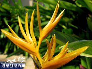 金火炬蝎尾蕉图片 金火炬蝎尾蕉为多年生常绿丛生草本植物