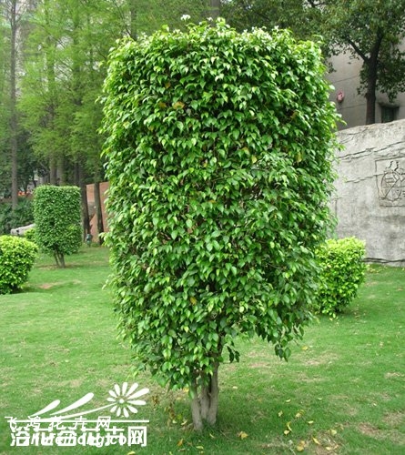 垂叶榕图片