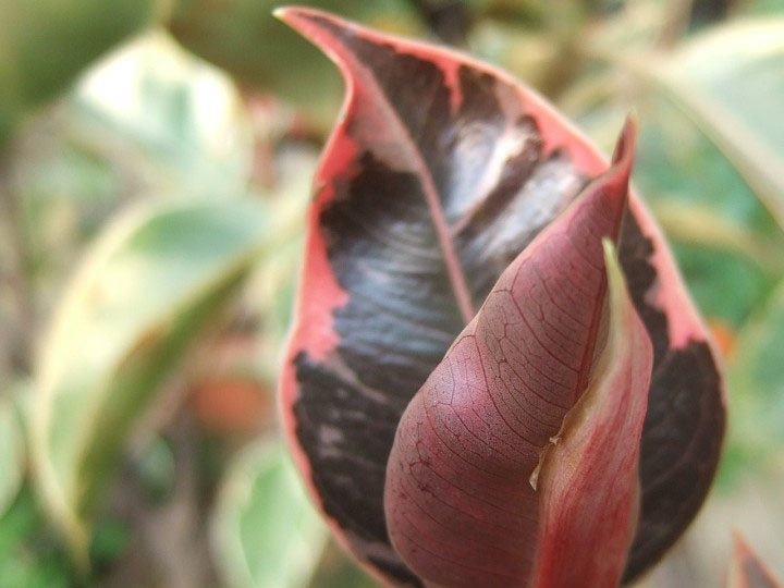 ��Ҷ��Ƥ��ͼƬ