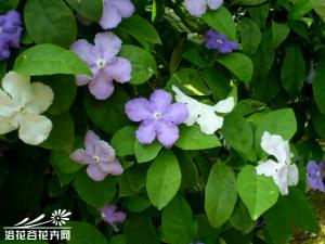 鸳鸯茉莉图片 喜疏松肥沃、排水良好的微酸性土壤，耐半荫，耐干旱