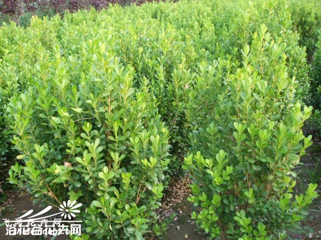 小叶黄杨图片