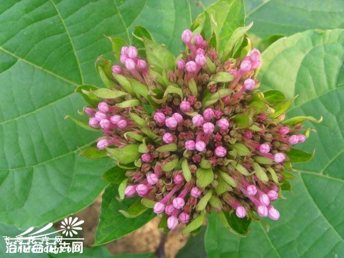 烟火树图片