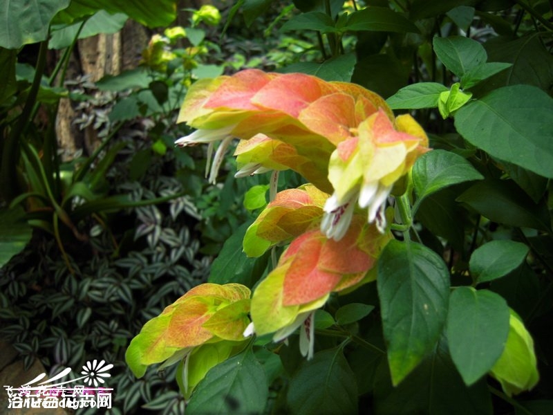 虾衣花图片