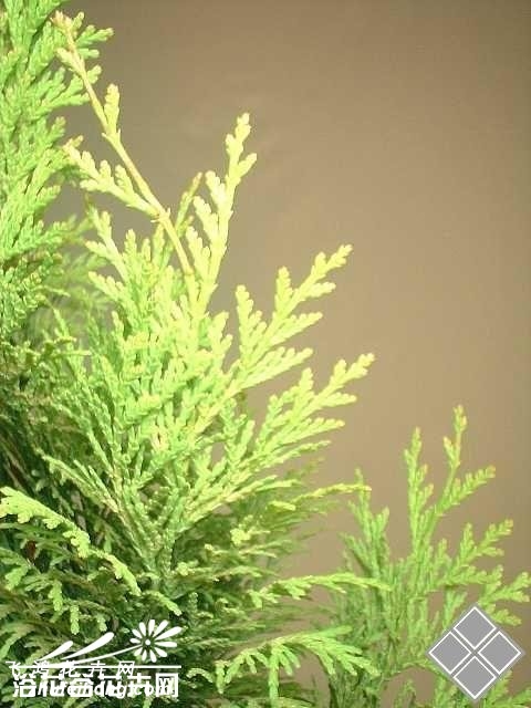 线柏图片