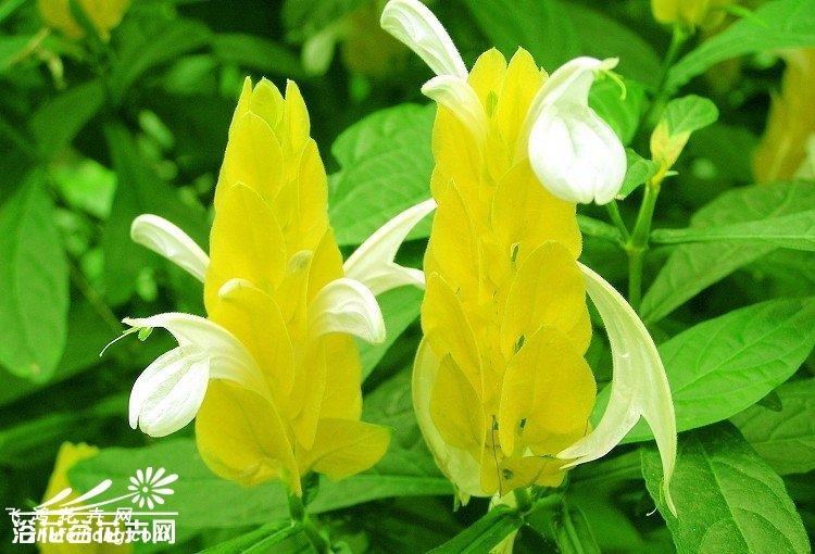 虾衣花图片