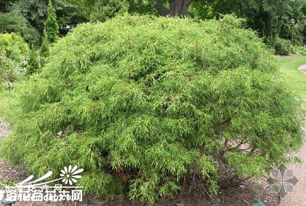 线柏图片
