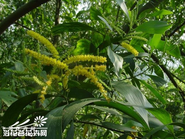 大叶相思图片