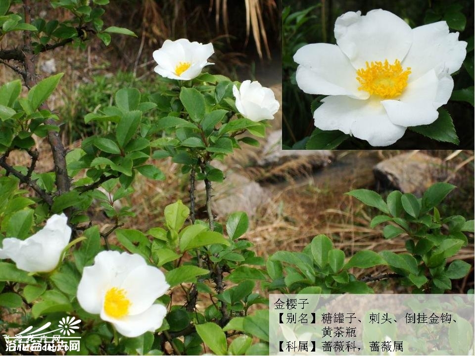 金樱子图片