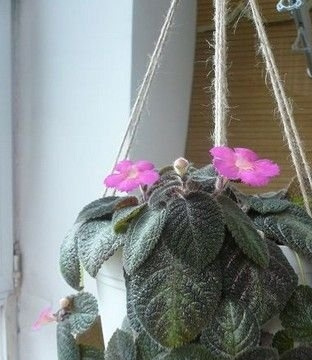 喜荫花图片