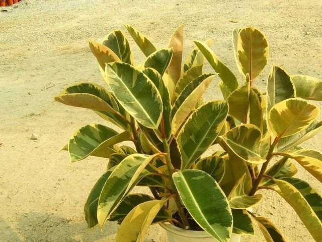 ��Ҷ��Ƥ��ͼƬ