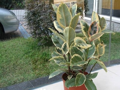 ��Ҷ��Ƥ��ͼƬ