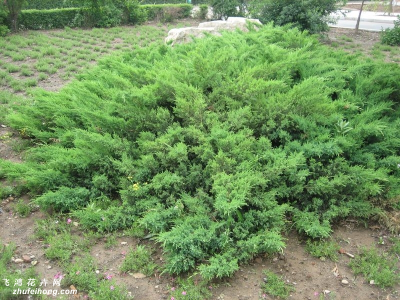 铺地柏图片