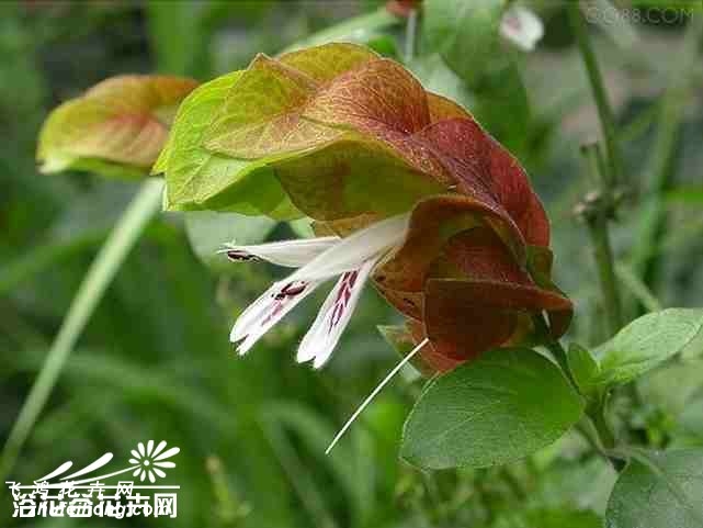 虾衣花图片