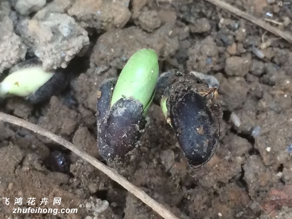 腊梅