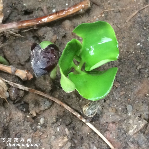 腊梅种子发芽