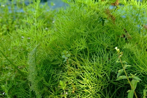 水蕨图片