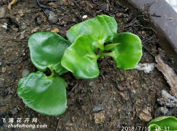 腊梅种子发芽