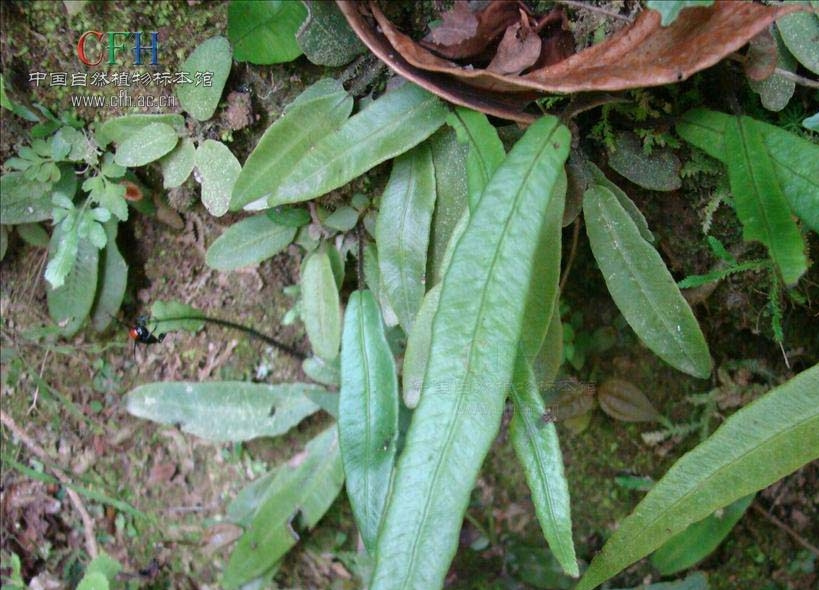 褐叶线蕨图片