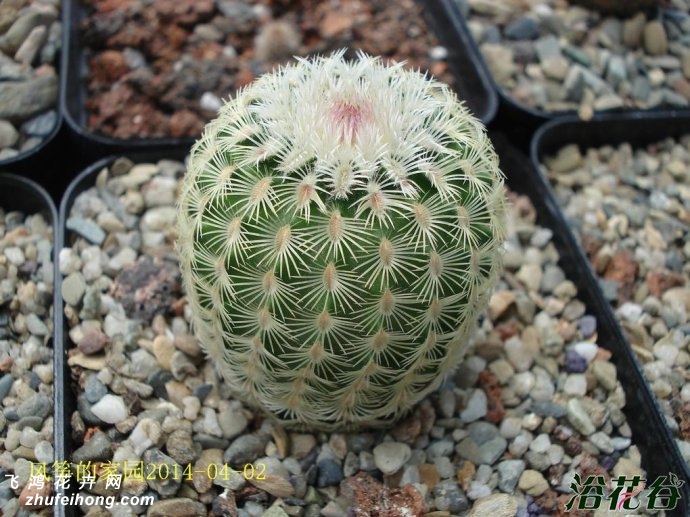 ̫Echinocereus rigidissimus
