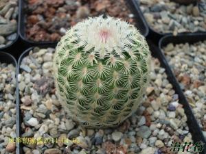 黄太阳Echinocereus rigidis