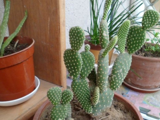 ëOpuntia microdasys