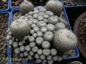  Epithelantha microm Ϊֲ֣С״Բ״