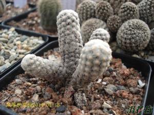 ˿Mammillaria theres