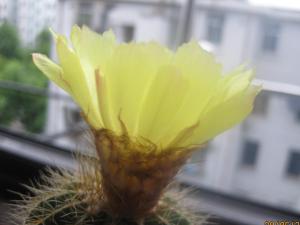 英冠玉图片 多年生肉质植物，初球状单生