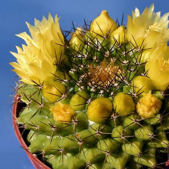 金洋丸(Mammillaria marksiana)