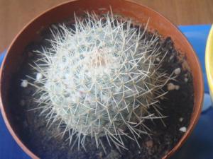 白玉兔图片 幼株单生，老株易丛生，多浆植物