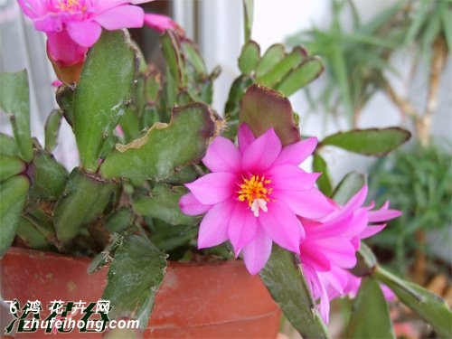 落花之舞