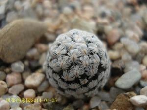 羽毛丸Mammillaria sanchez 羽毛丸是一种具有很漂亮刺座的乳突球品种
