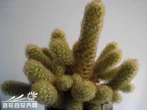 金手指图片 茎肉质，形似人的手指