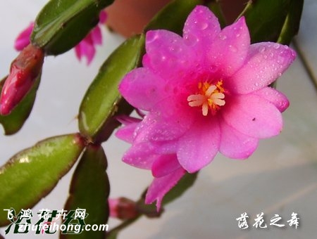 落花之舞
