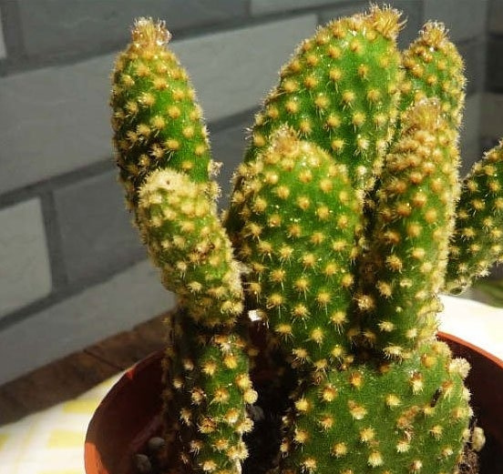 ëOpuntia microdasys