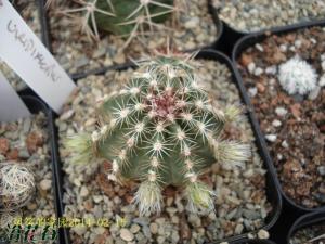 青花虾Echinocereus viridif 青花虾球容易群生,单体棱数8~12