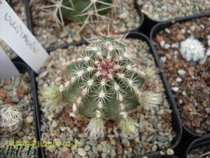 ໨ϺEchinocereus viridif ໨ϺȺ,8~12